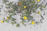 Coastal sand frostweed